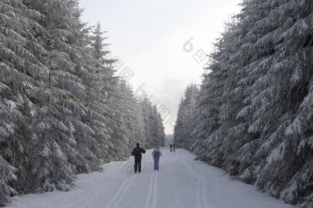 在<strong>冰雪</strong>覆盖的冬季<strong>森林</strong>里滑雪