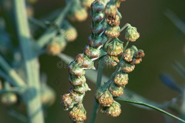 蝴蝶葫芦的毛虫。