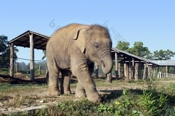 小象-尼泊尔