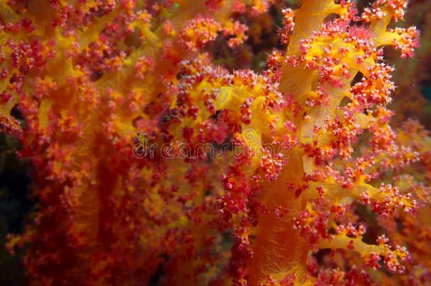 软珊瑚结构