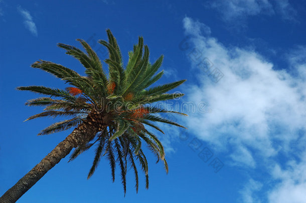 蓝天上的棕榈树