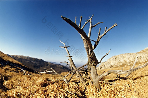 夏景独树