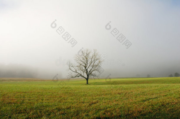 雾天孤树