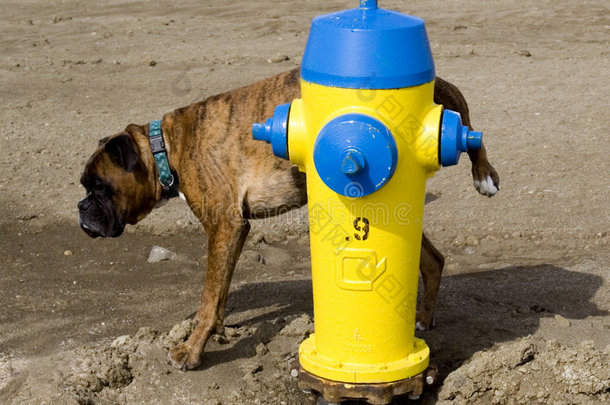 黄色<strong>消防栓</strong>和一只狗