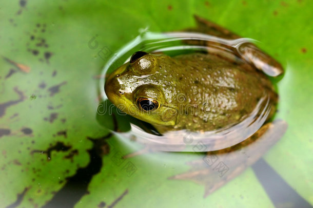 绿色亚洲蛙
