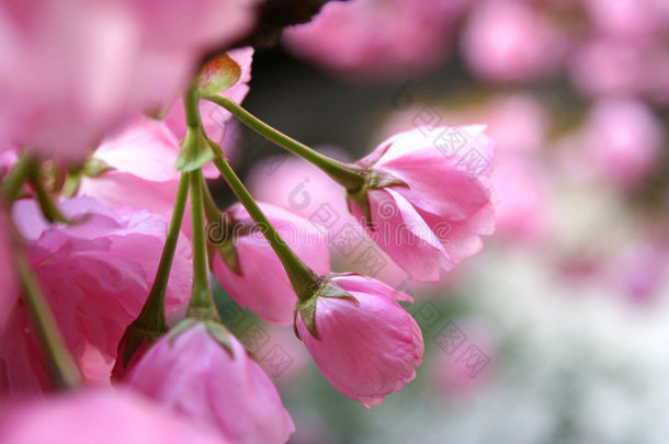 粉红花蕾