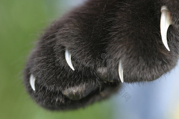 黑猫的爪子露出来了