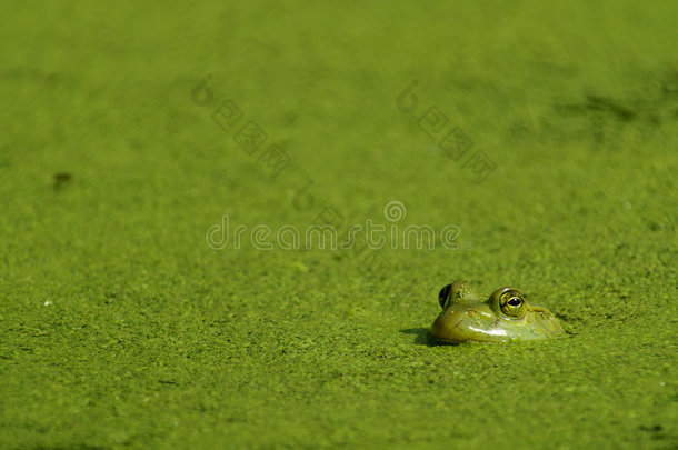 牛蛙和藻类