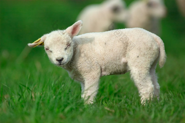 小羊羔