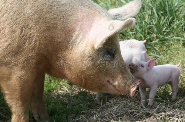 母猪和仔猪