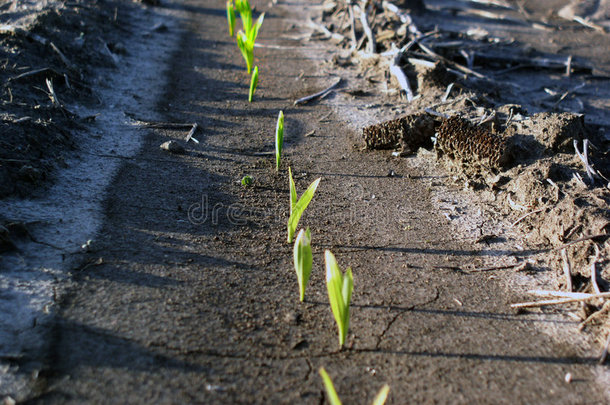 玉米在田里发芽