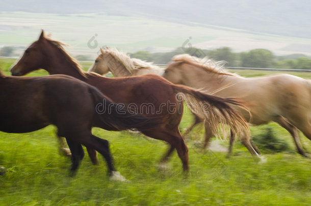马匹奔跑