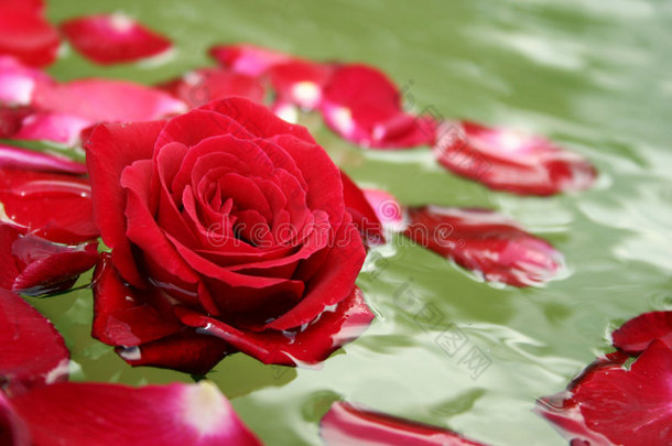 漂浮的玫瑰花瓣