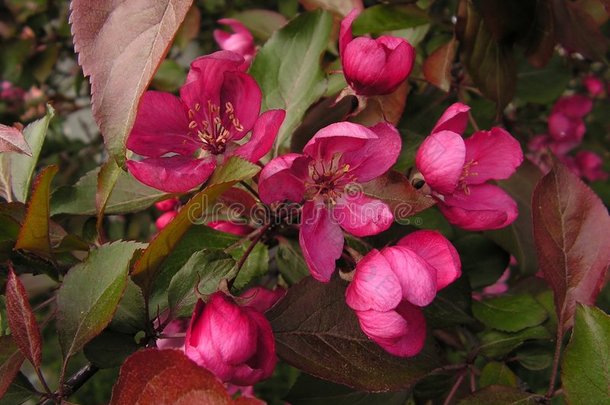 樱花：樱花