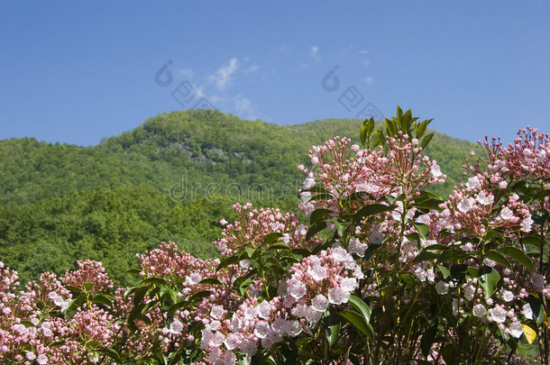 盛开的山桂花