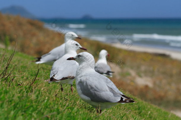 海滩上的海鸥