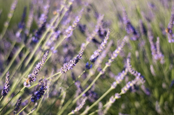 夏季薰衣草花园和大黄蜂