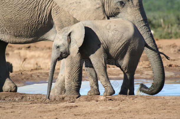 小象和它的妈妈