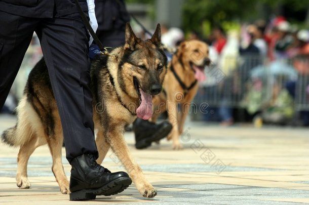 德国牧羊犬