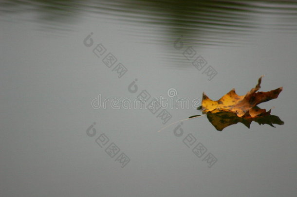 浮在水上的叶子