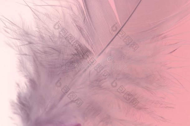 粉红色羽毛