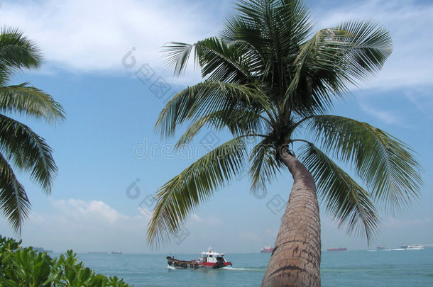椰树海