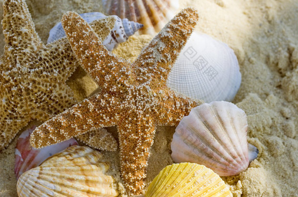 海滩上的海星和贝壳