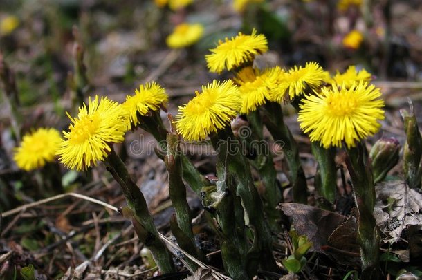 草本植物-<strong>鸡爪</strong>花科