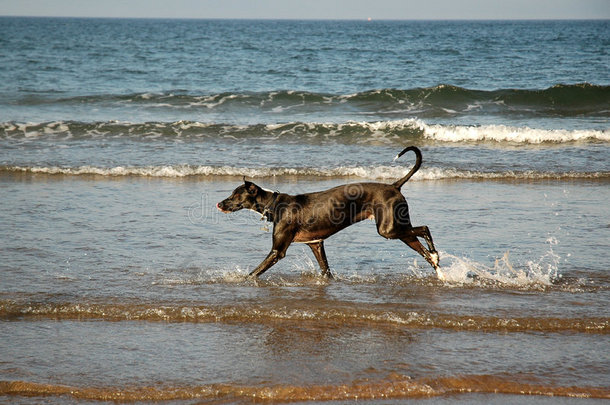 在海滩上跑的狗