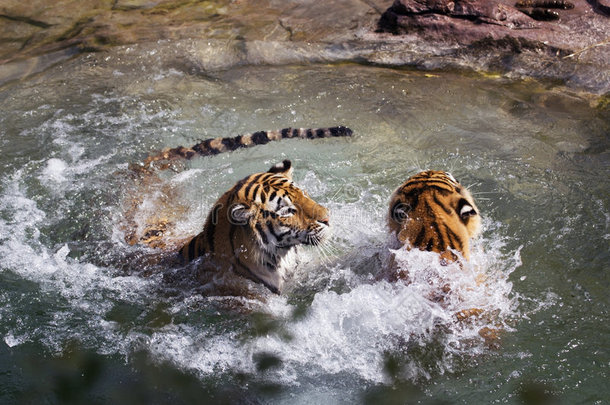 两只老虎（panthera tigris altaica）在水中嬉戏