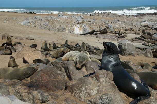 海豹在海滩的殖民地