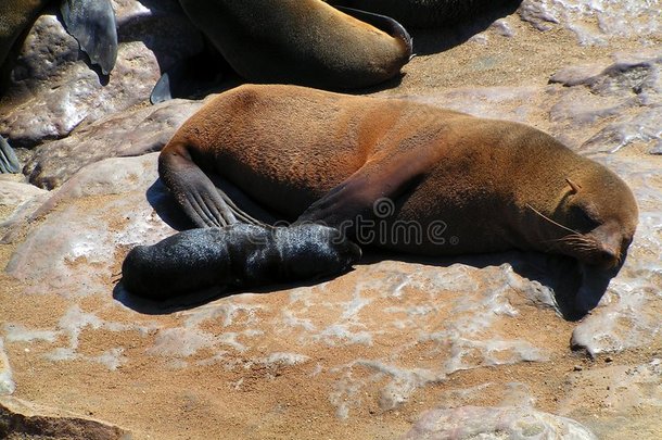 海豹妈妈和幼崽在沙滩上睡觉
