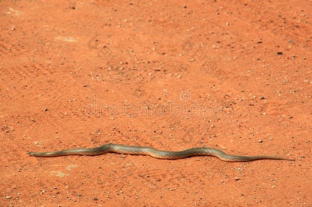 沙地上的蛇