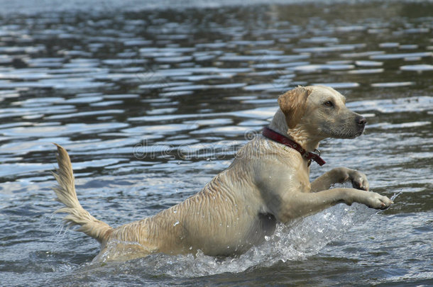 金色猎犬在水中的作用