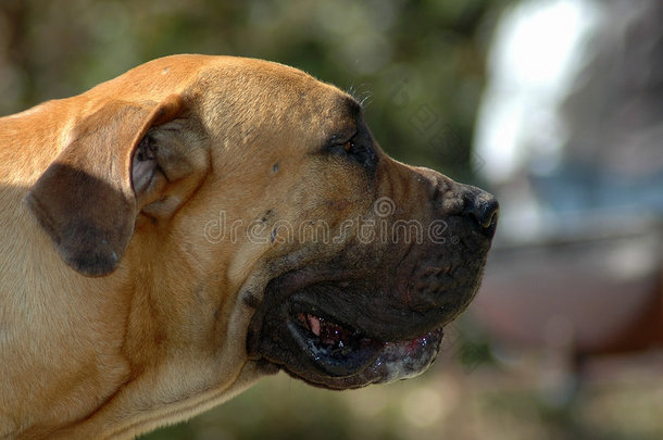 boerboel剖面图