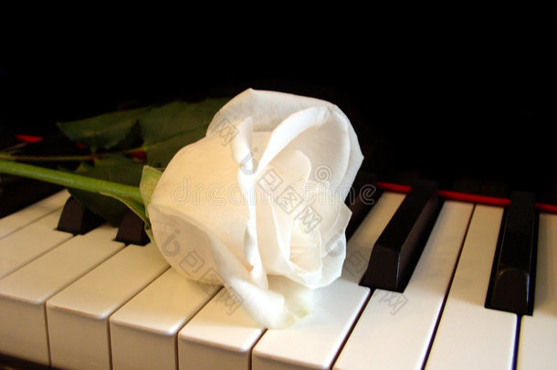钢琴<strong>琴键</strong>上的乳白色玫瑰