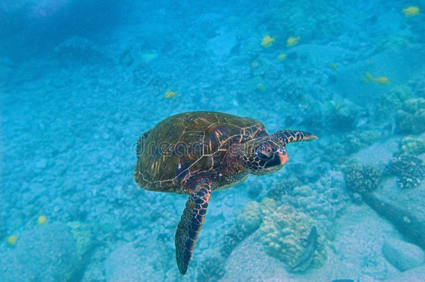 热带水下景观-海龟