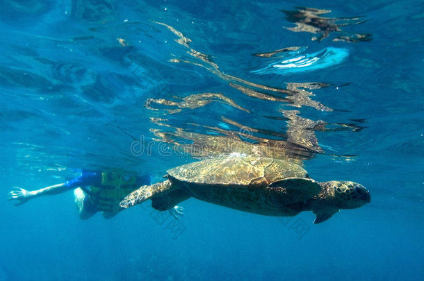 热带水下景观-海龟