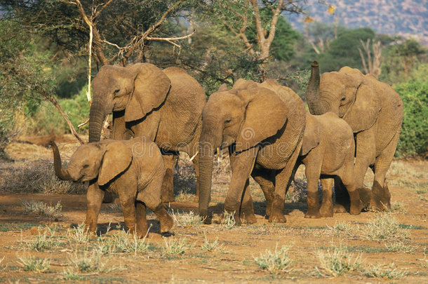 非洲象群，