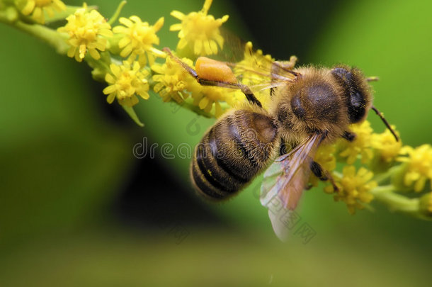春天的蜜蜂