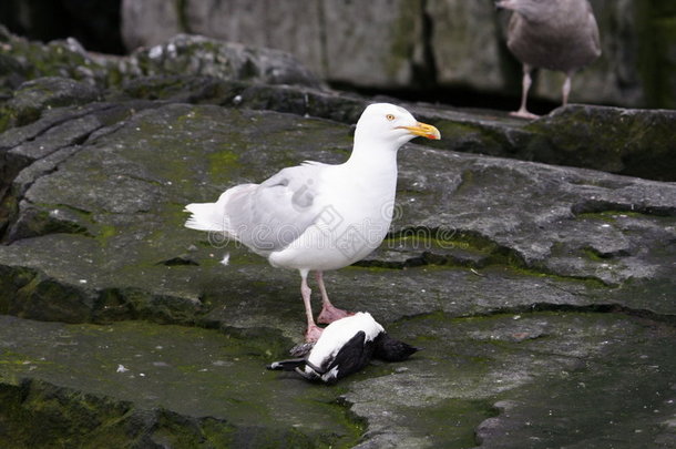 海鸥吃一只死海鸥