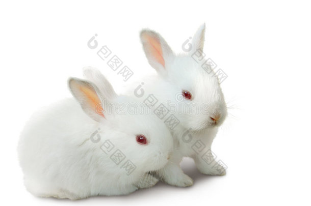 分离出两只可爱的小白兔。
