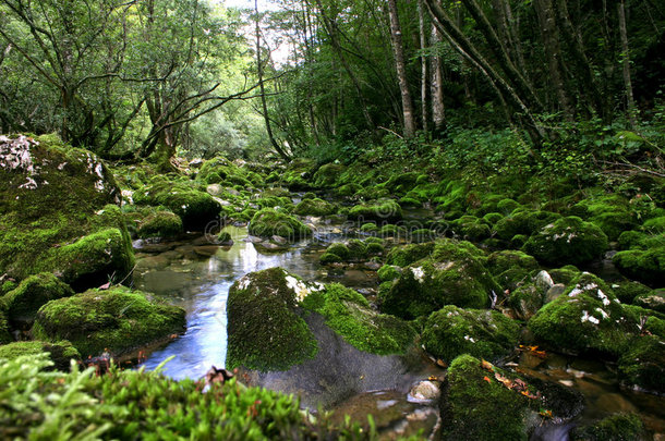 森林溪流
