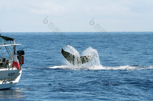 船和鲸鱼尾巴
