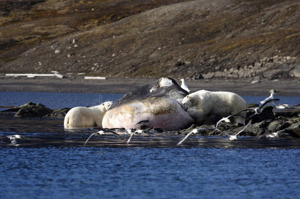 北极熊骑在一头洗过的抹香鲸上