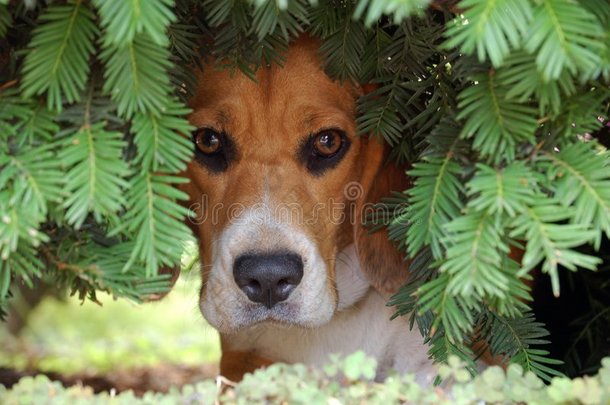 灌木丛中的狗