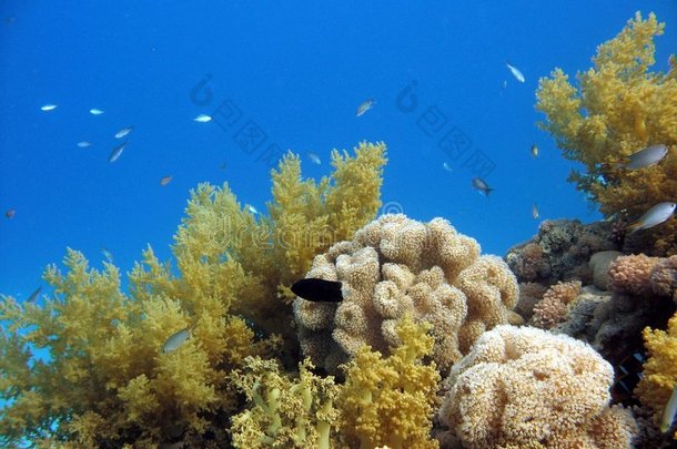 珊瑚礁场景（软珊瑚）