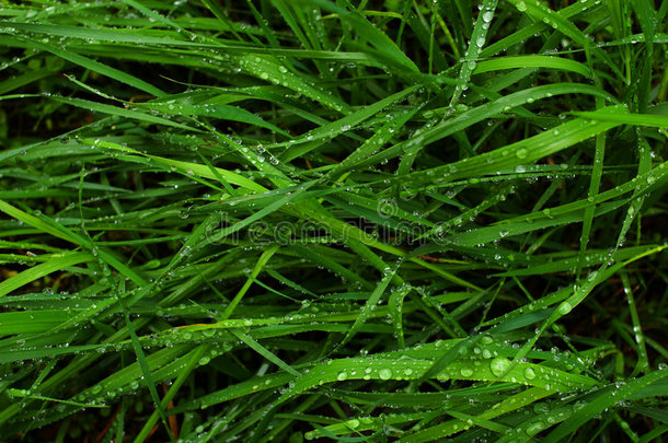 湿草