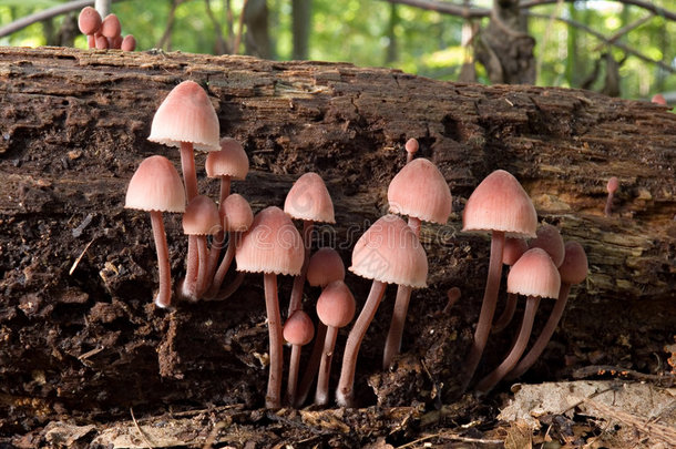 粉红蘑菇