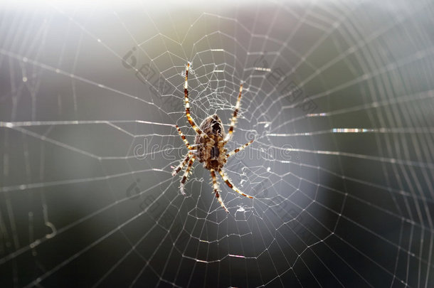 蜘蛛网上的大棕蜘蛛01